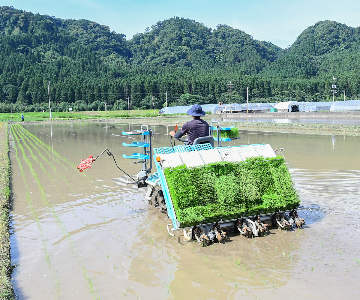 松井農園のお米(無農薬米) 5kg ≪令和6年産／宮崎県綾町産≫