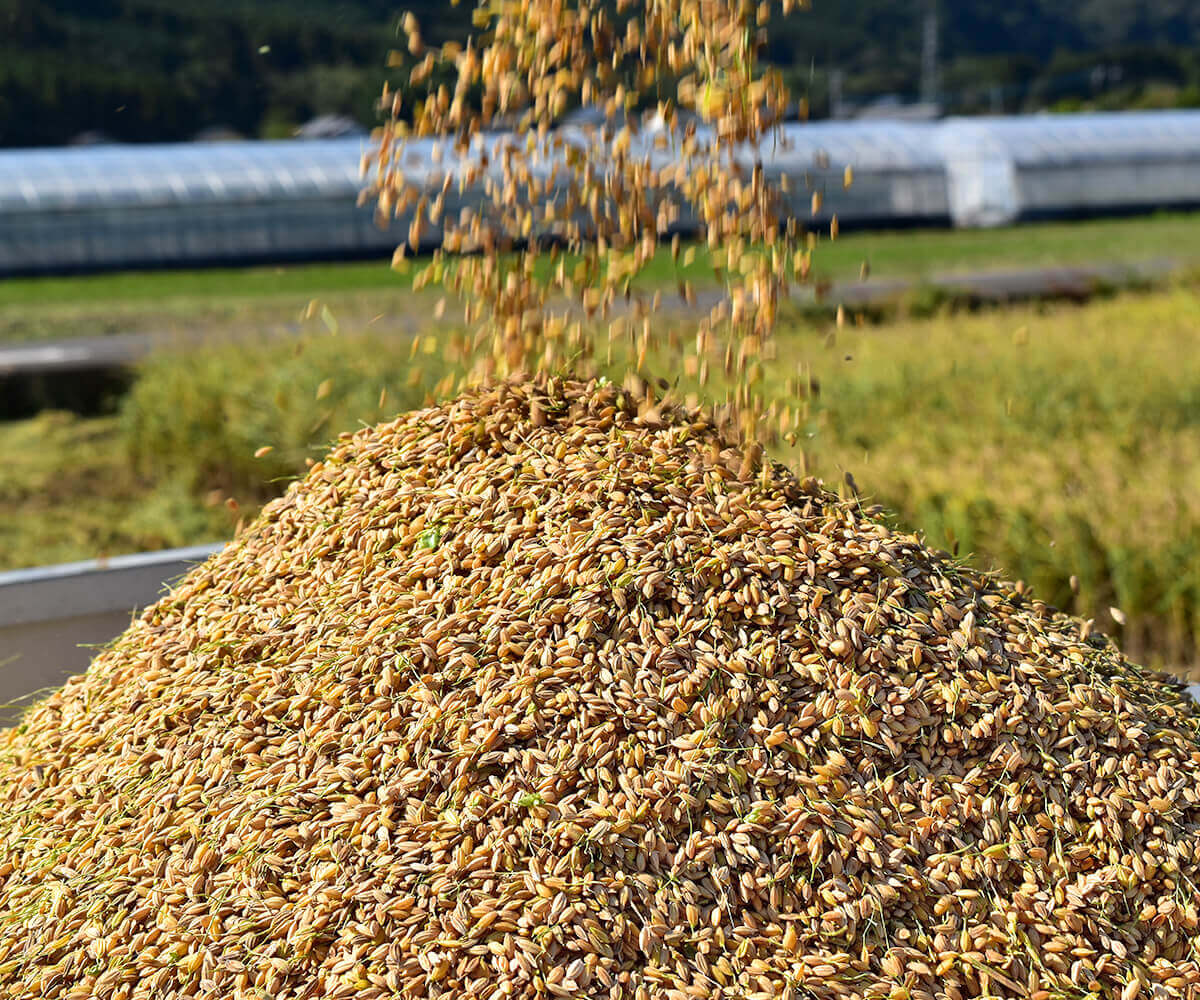 松井農園のお米(無農薬米) 5kg ≪令和6年産／宮崎県綾町産≫